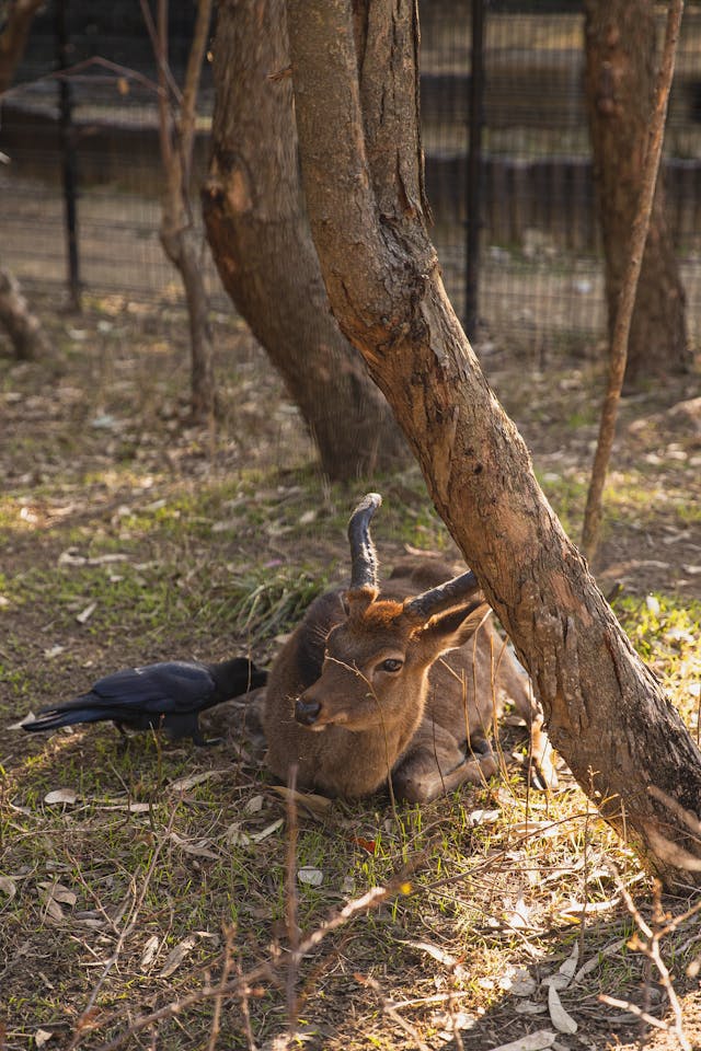 Noah's Ark Animal sanctuary Deer & Bird Relaxing