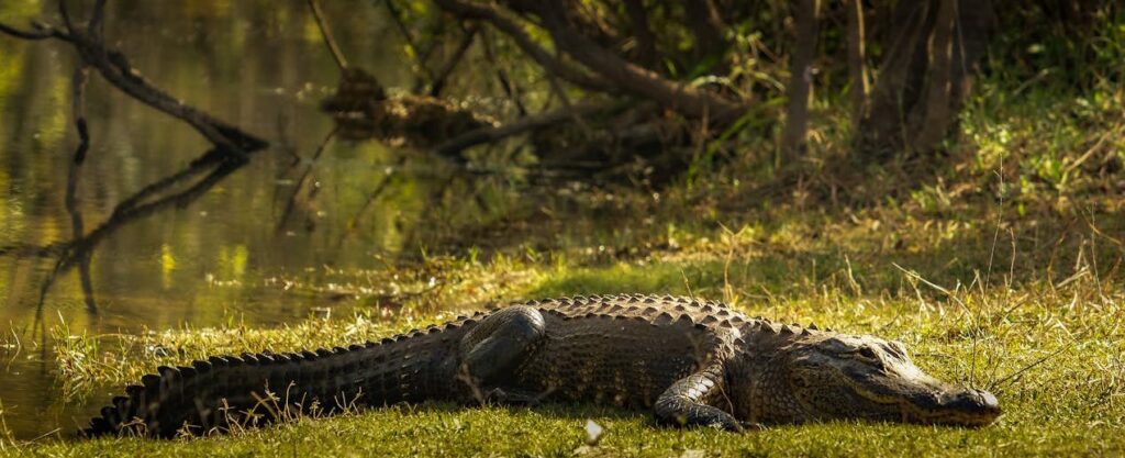 Alligator resting near a swamp.