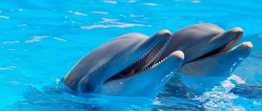 Two dolphins swimming and interacting at a dolphin encounter.