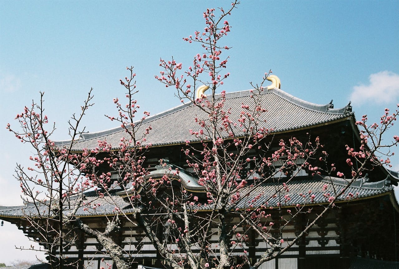 Cherry blossoms in front of a traditional temple in Nara, Japan.