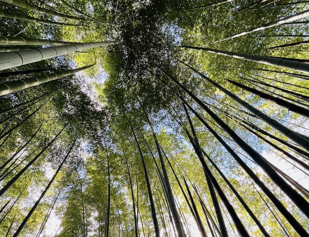 Tall bamboo trees in the Arashiyama Bamboo Grove, Kyoto.