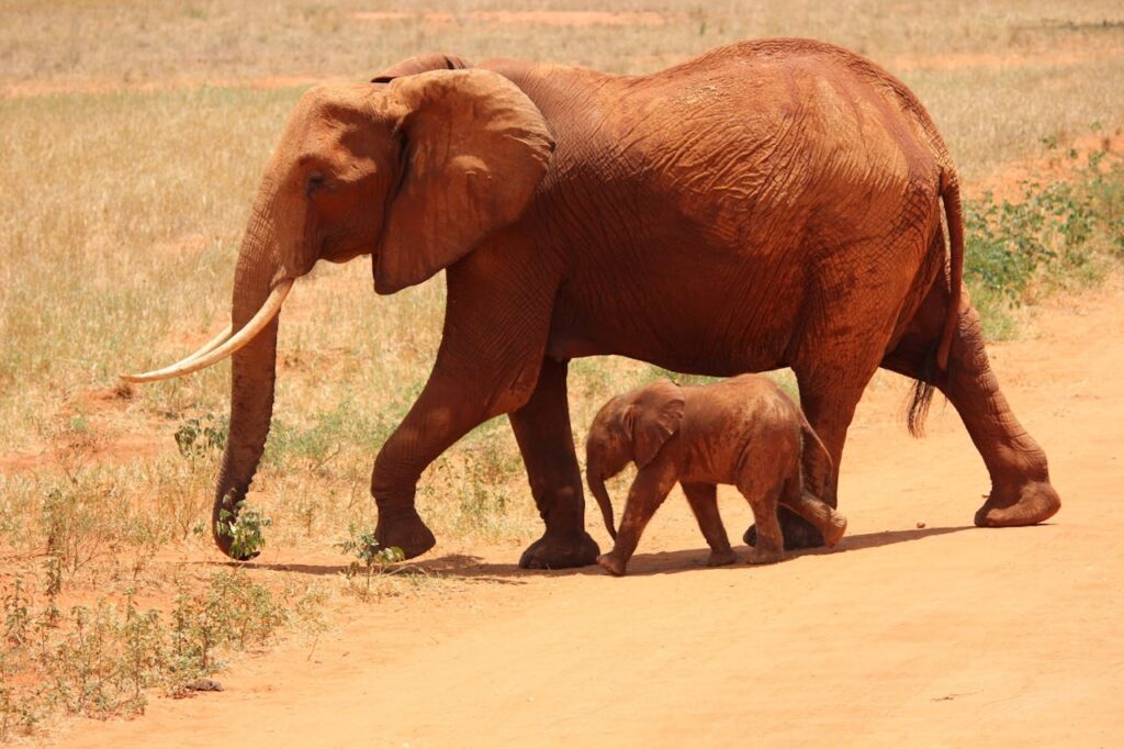 Mother and baby elephants walking together in Kenya during a family safari.