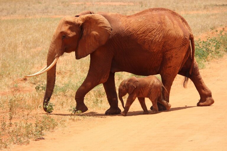 Mother and baby elephants walking together in Kenya during a family safari.