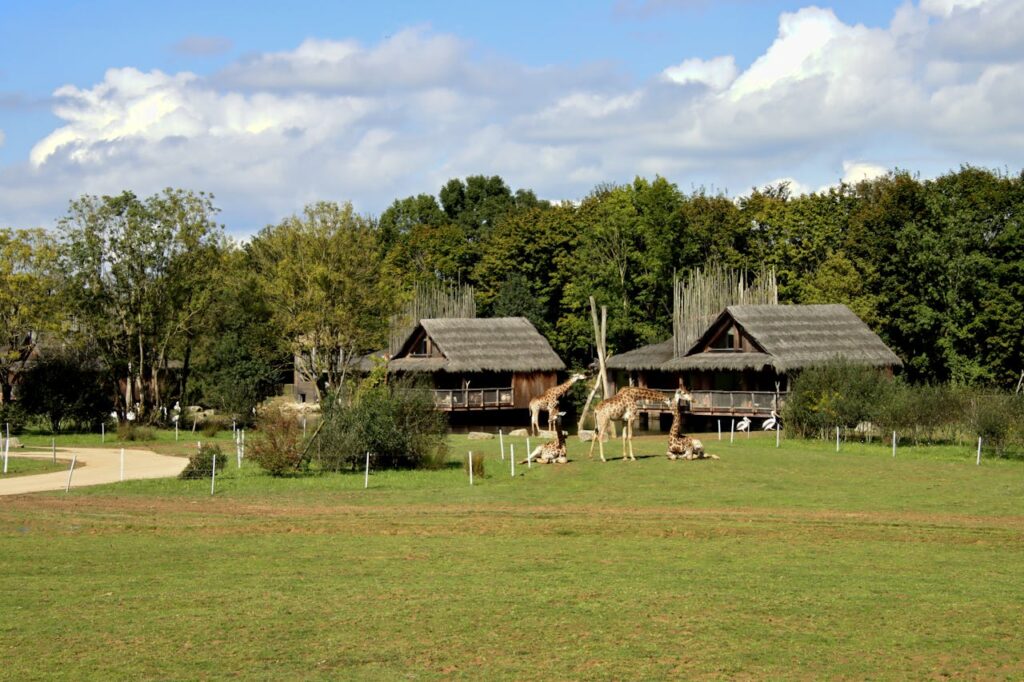 African lodge and safari