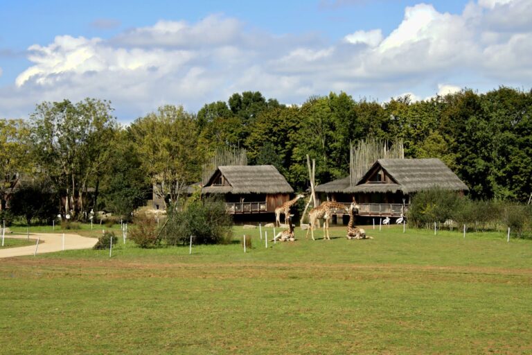 African lodge and safari