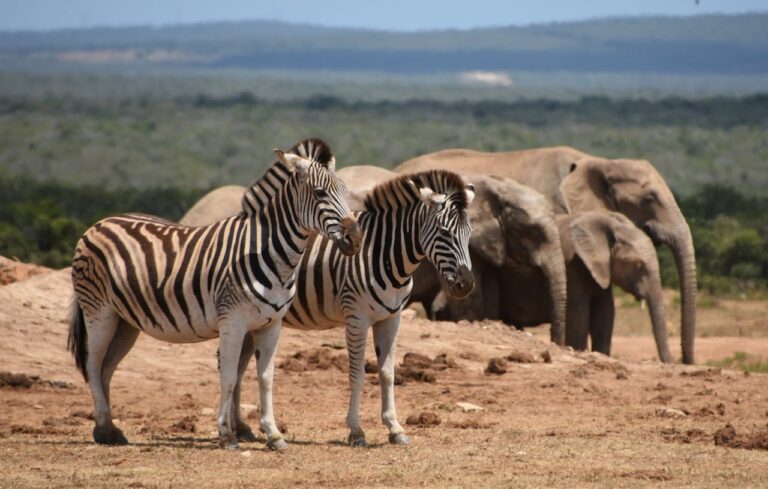 Two zebras standing together with elephants in the background at a Kenyan wildlife reserve