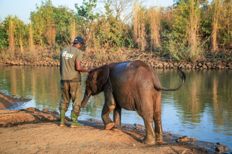 elephant volunteering family