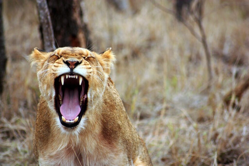 Yawning lion